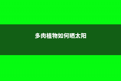 多肉这么晒太阳，叶子圆润有光泽，爆盆也不难！ (多肉植物如何晒太阳)