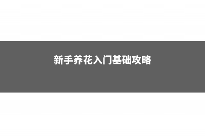 新手养花该注意什么？4个小建议，教你避开养花“雷区” (新手养花入门基础攻略)