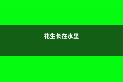 花生插水里，比绿萝还好看，1棵结果50个！ (花生长在水里)