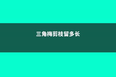 给三角梅剪几刀，1年爆3次，各个都是大花球！ (三角梅剪枝留多长)