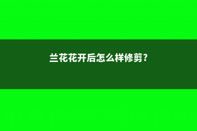 “兰花”花开后，拿把剪刀剪一剪，花开的旺盛芽长得快！ (兰花花开后怎么样修剪?)