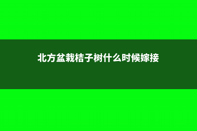 北方盆栽桔子树怎么养 (北方盆栽桔子树什么时候嫁接)