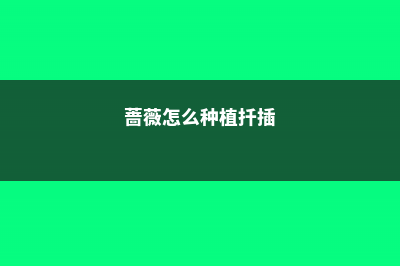 蔷薇怎么种植 (蔷薇怎么种植扦插)