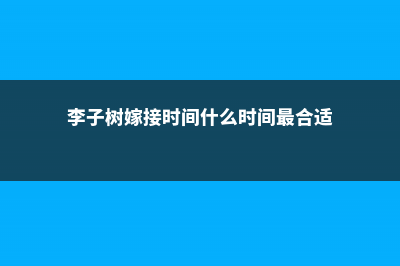 李子树嫁接时间和方法 (李子树嫁接时间什么时间最合适)