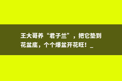 王大哥养“君子兰”，把它垫到花盆底，个个爆盆开花旺！ 