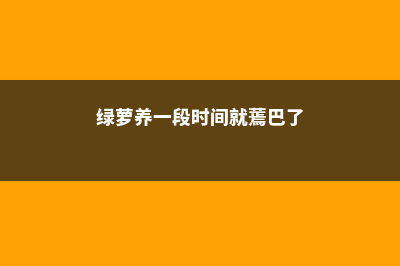 “绿萝”养了5、6盆，每次有“小须须”就剪掉，原来都做错了 (绿萝养一段时间就蔫巴了)