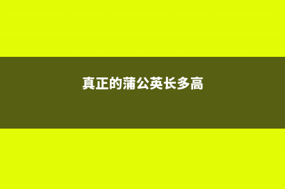 真正的蒲公英长什么样 (真正的蒲公英长多高)