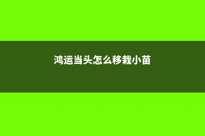 鸿运当头怎么移栽 (鸿运当头怎么移栽小苗)