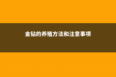 金钻的养殖方法和注意事项 (金钻的养殖方法和注意事项)