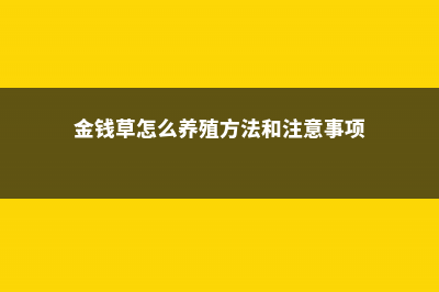 金钱草怎么养 (金钱草怎么养殖方法和注意事项)