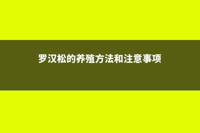 罗汉松的养殖方法和注意事项 (罗汉松的养殖方法和注意事项)