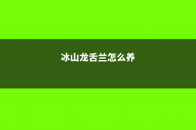 龙舌兰怎么养 (冰山龙舌兰怎么养)