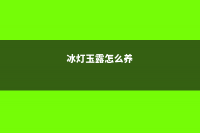 玉露怎么养 (冰灯玉露怎么养)