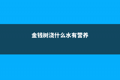 金钱树浇什么水好 (金钱树浇什么水有营养)