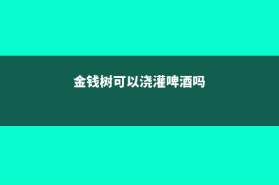 金钱树可以浇啤酒吗 (金钱树可以浇灌啤酒吗)