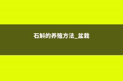 石斛的养殖方法和注意事项 (石斛的养殖方法 盆栽)