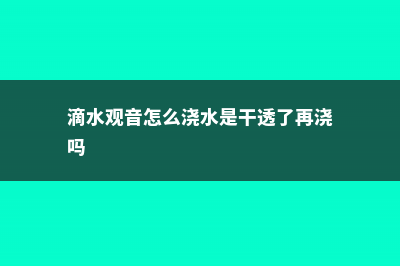 滴水观音怎么浇水 (滴水观音怎么浇水是干透了再浇吗)