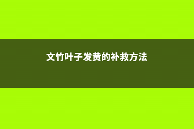 文竹叶子发黄的常见原因和处理方法 (文竹叶子发黄的补救方法)