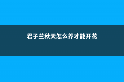 君子兰秋天这样养，叶子油光发亮，花苞呼呼窜！ (君子兰秋天怎么养才能开花)