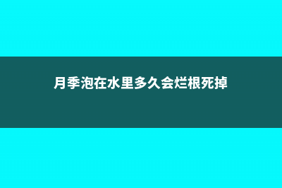 “月季”泡在水里，1个月就生根，开的花赛过红玫瑰 (月季泡在水里多久会烂根死掉)