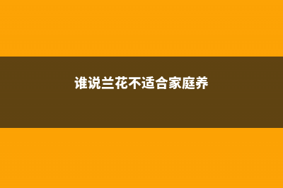 谁说兰花不适合新手养，选这几种，浇点水，花能开满枝！ (谁说兰花不适合家庭养)