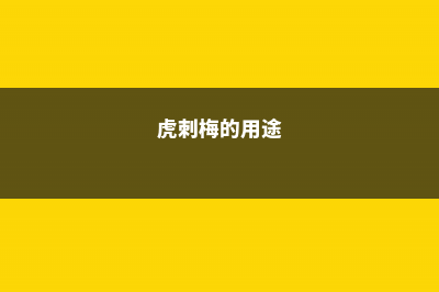 “虎刺梅”可真不一样，专门在冬天开花，开得比牡丹还好看 (虎刺梅的用途)