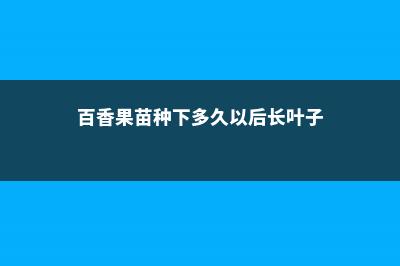 百香果苗怎么种植 (百香果苗种下多久以后长叶子)