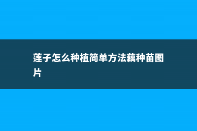 莲子怎么种植 (莲子怎么种植简单方法藕种苗图片)