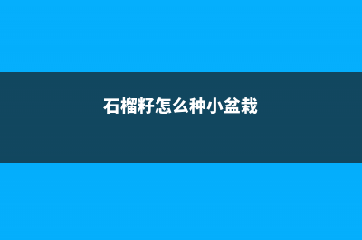 石榴籽怎么种小盆栽 (石榴籽怎么种小盆栽)