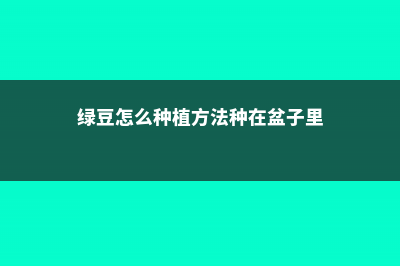 绿豆怎么种小盆栽 (绿豆怎么种植方法种在盆子里)