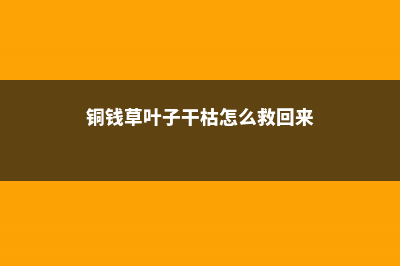 “铜钱草”叶子打了蔫儿，不妨往水里加点“料”，长得茂密还旺财 (铜钱草叶子干枯怎么救回来)