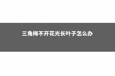 “三角梅”不开花可急死人，急着羡慕别人，不如让它多晒晒太阳 (三角梅不开花光长叶子怎么办)