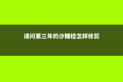 一年的沙糖桔修剪过程 (请问第三年的沙糖桔怎样修剪)