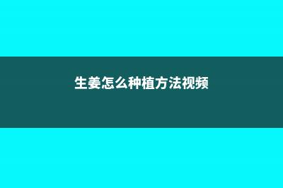 生姜怎么种 (生姜怎么种植方法视频)