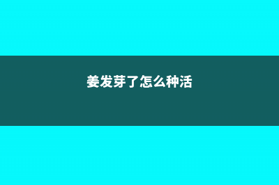 姜发芽了怎么种盆栽 (姜发芽了怎么种活)