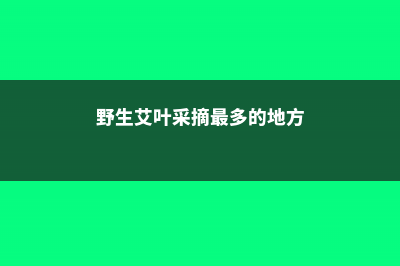 野生艾叶采摘最佳时间 (野生艾叶采摘最多的地方)