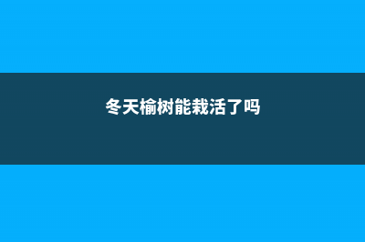 冬天把“榆树”养在院子里，只要阳光好，不用管也能活 (冬天榆树能栽活了吗)