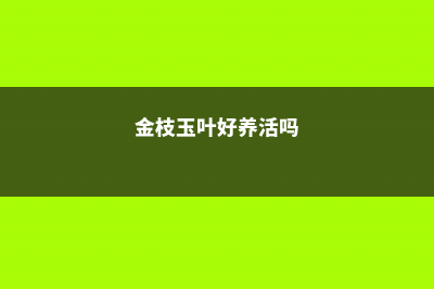 金枝玉叶养的总掉叶？用这1个方法，枝条繁密长更旺！ (金枝玉叶好养活吗)