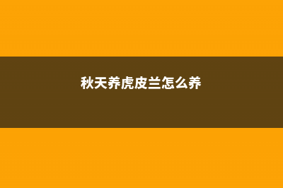 秋天养虎皮兰，绕过这4个坑，立马爆芽11个！ (秋天养虎皮兰怎么养)