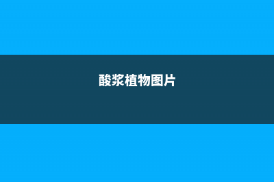 酸浆的养殖方法和注意事项 (酸浆植物图片)