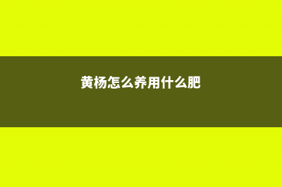 黄杨怎么施肥 (黄杨怎么养用什么肥)