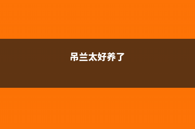 养的“吊兰”总“干尖儿”，不是它不好养，是你浇错了水 (吊兰太好养了)