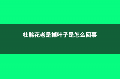 家里杜鹃花总掉叶，学着弄懂花根问题，就不用再担心了 (杜鹃花老是掉叶子是怎么回事)