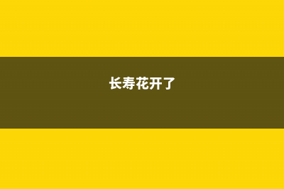 “长寿花”开满盆并不难，勤“砍”枝头，花开的拦不住 (长寿花开了)