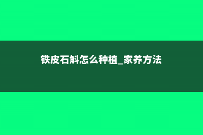 铁皮石斛怎么种 (铁皮石斛怎么种植 家养方法)