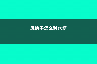 风信子怎么种 (风信子怎么种水培)