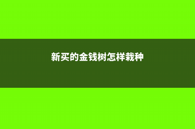 新买的金钱树怎样处理 (新买的金钱树怎样栽种)