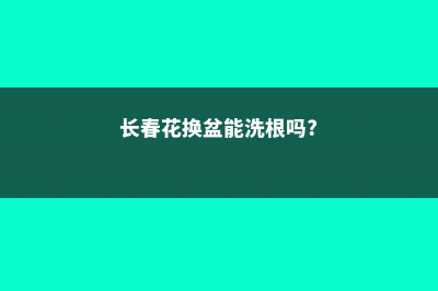 长春花换盆注意事项 (长春花换盆能洗根吗?)