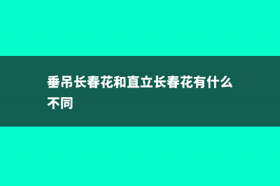 垂吊长春花的养殖方法 (垂吊长春花和直立长春花有什么不同)