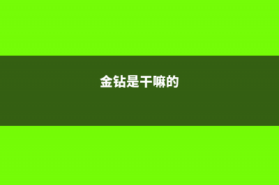 金钻净化效果如同“吸尘器”，越养叶子还能更油亮！ (金钻是干嘛的)